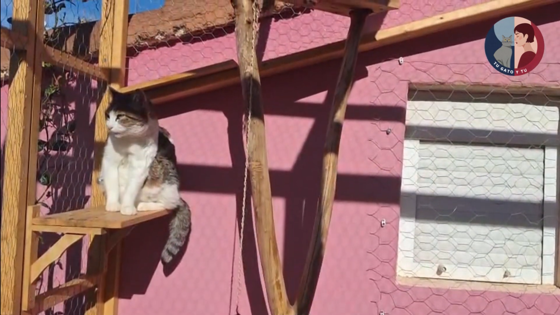 Gato tomando el sol Terapia felina para problemas de conducta en gatos