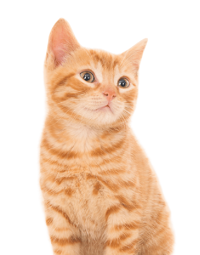 Gato pequeño Gato tranquilo después de terapia felina en casa