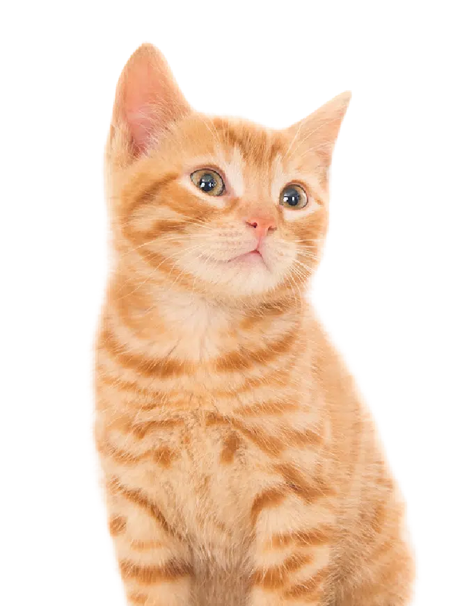 Gato tranquilo después de terapia felina en casa